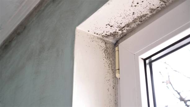 Best Mold Damage Repair  in Maple Grove, MN