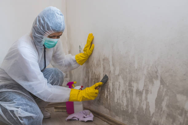 Trusted Maple Grove, MN Mold Removal Experts