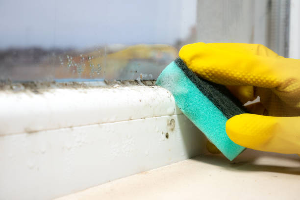 Best Professional Mold Removal  in Maple Grove, MN