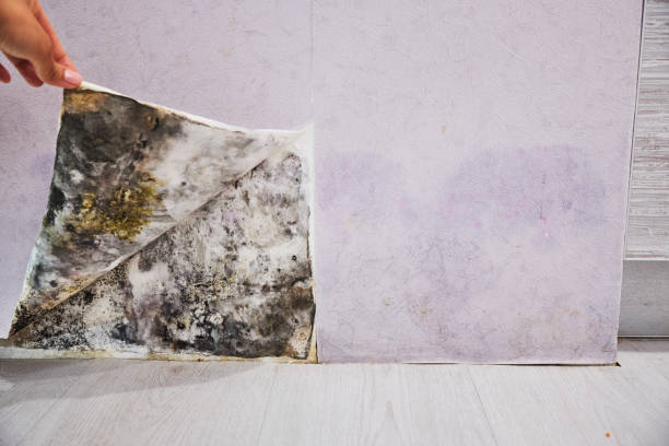 Best Home Mold Removal  in Maple Grove, MN